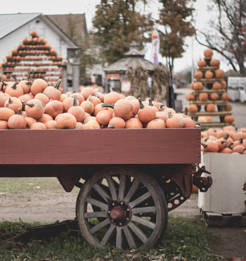 pumpkin palooza